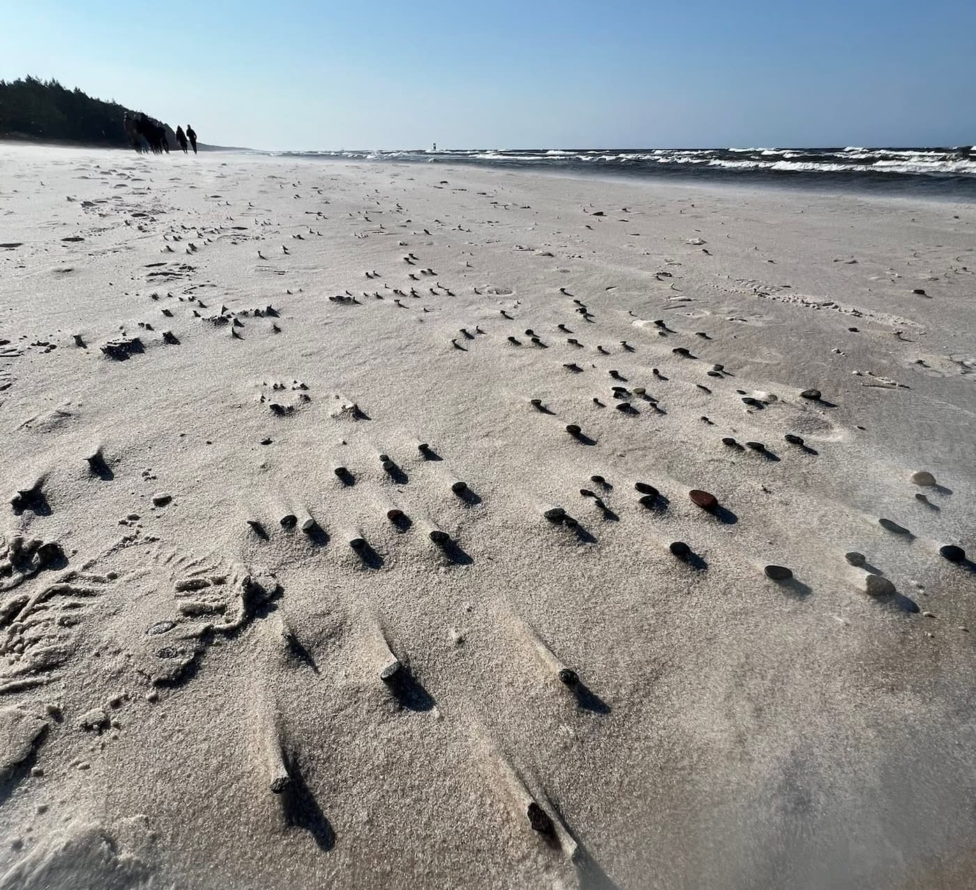 Szeroka dzika plaża w Lubiatowie prawie bez ludzi biały piasek i pas sosnowego lasu nad Bałtykiem